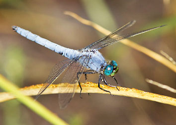 western pondhawk graphic
